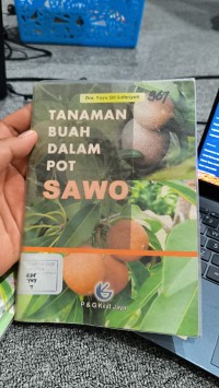 Image of TANAMAN BUAH DALAM POT SAWO